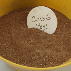 Canola_meal