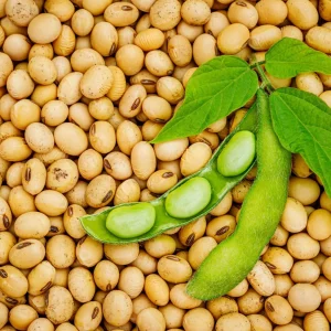 Soybean